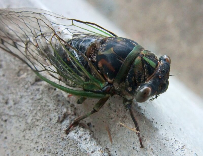 Close-up of a Cicada — Green