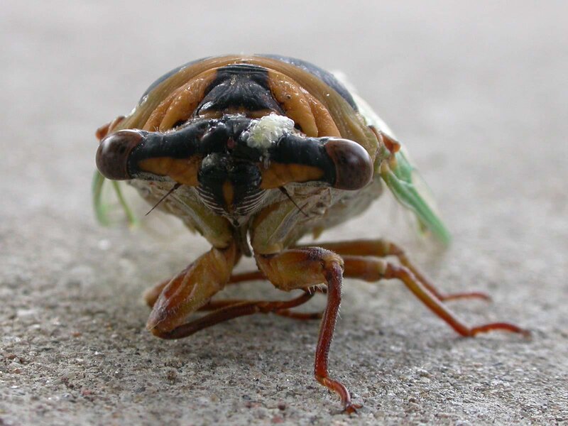 close-up of a cicada