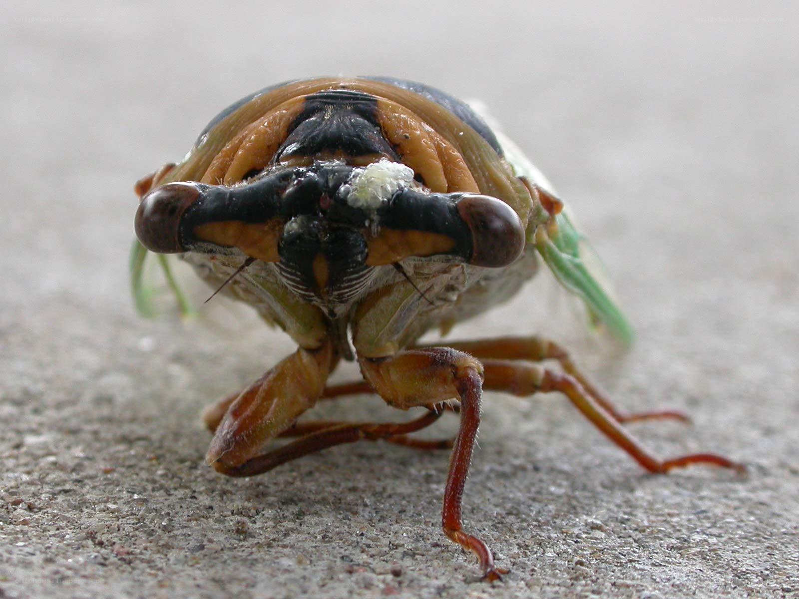 close-up of a cicada