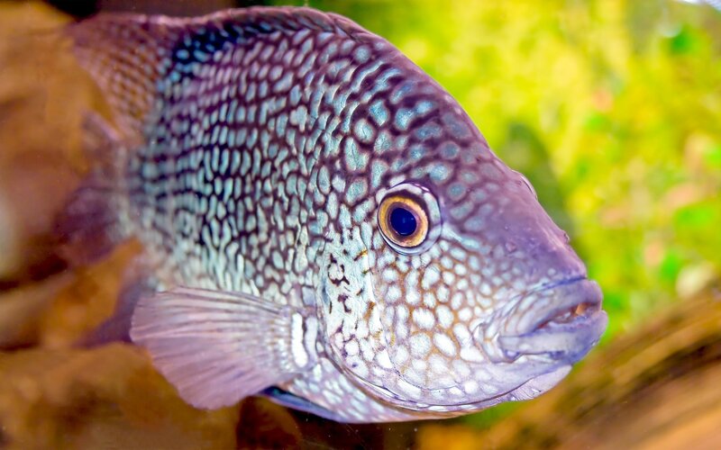 close-up of a cichlid fish