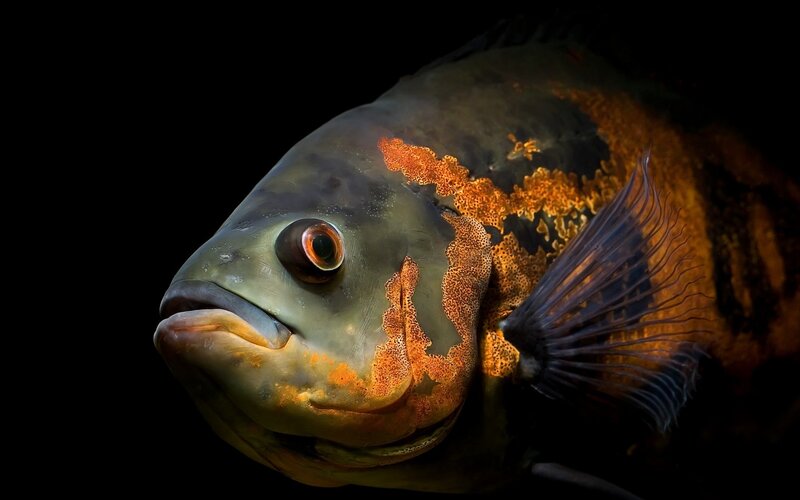 Close-up of a Cichlid Fish — Black, Dramatic
