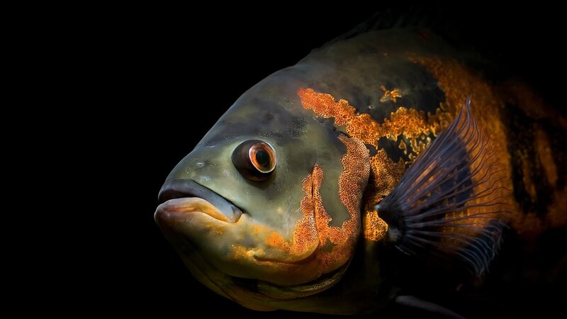 Close-up of a Cichlid Fish — Black