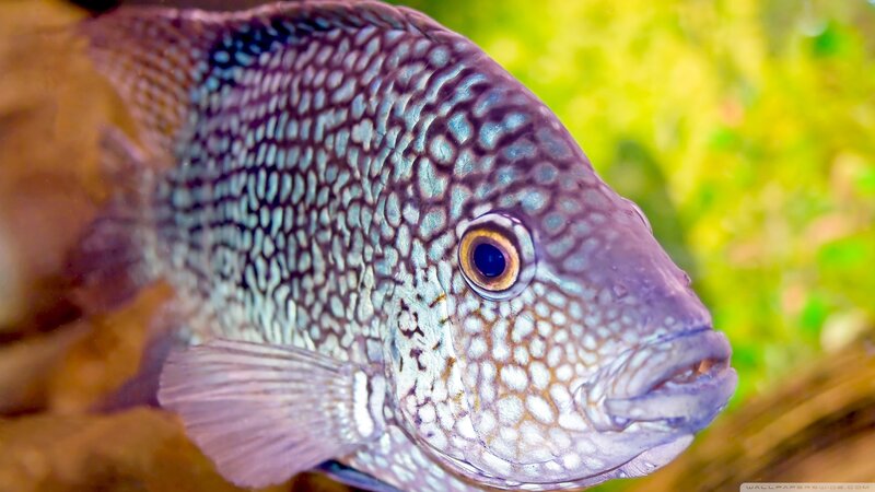 Close-up of a Cichlid Fish — Purple