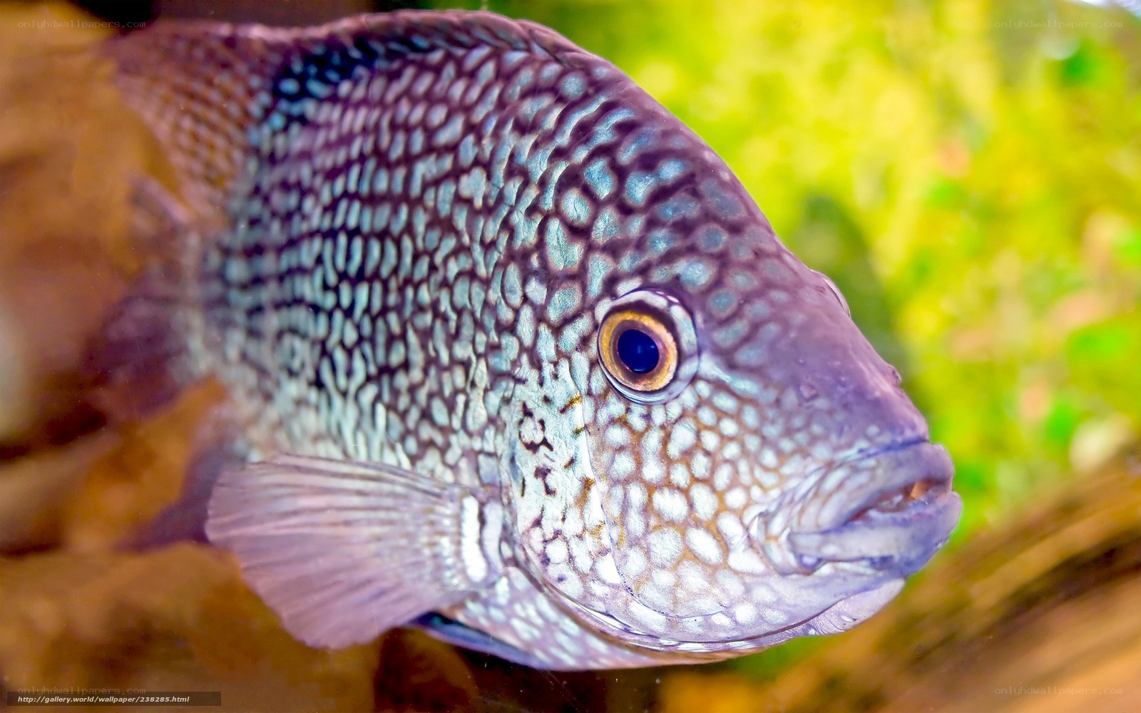 close-up of a cichlid fish