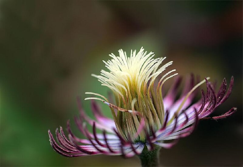 Close-up of a Clematis Flower