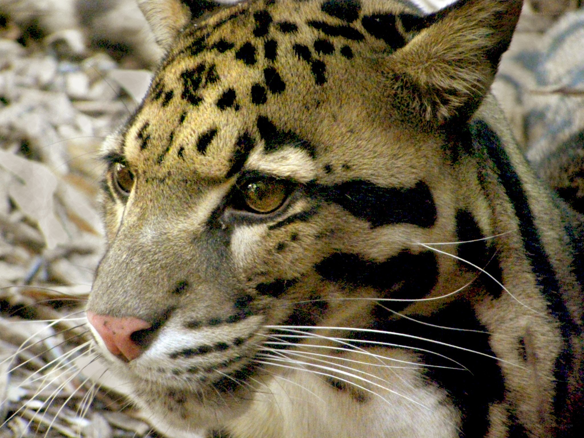 Close-up of a clouded leopard