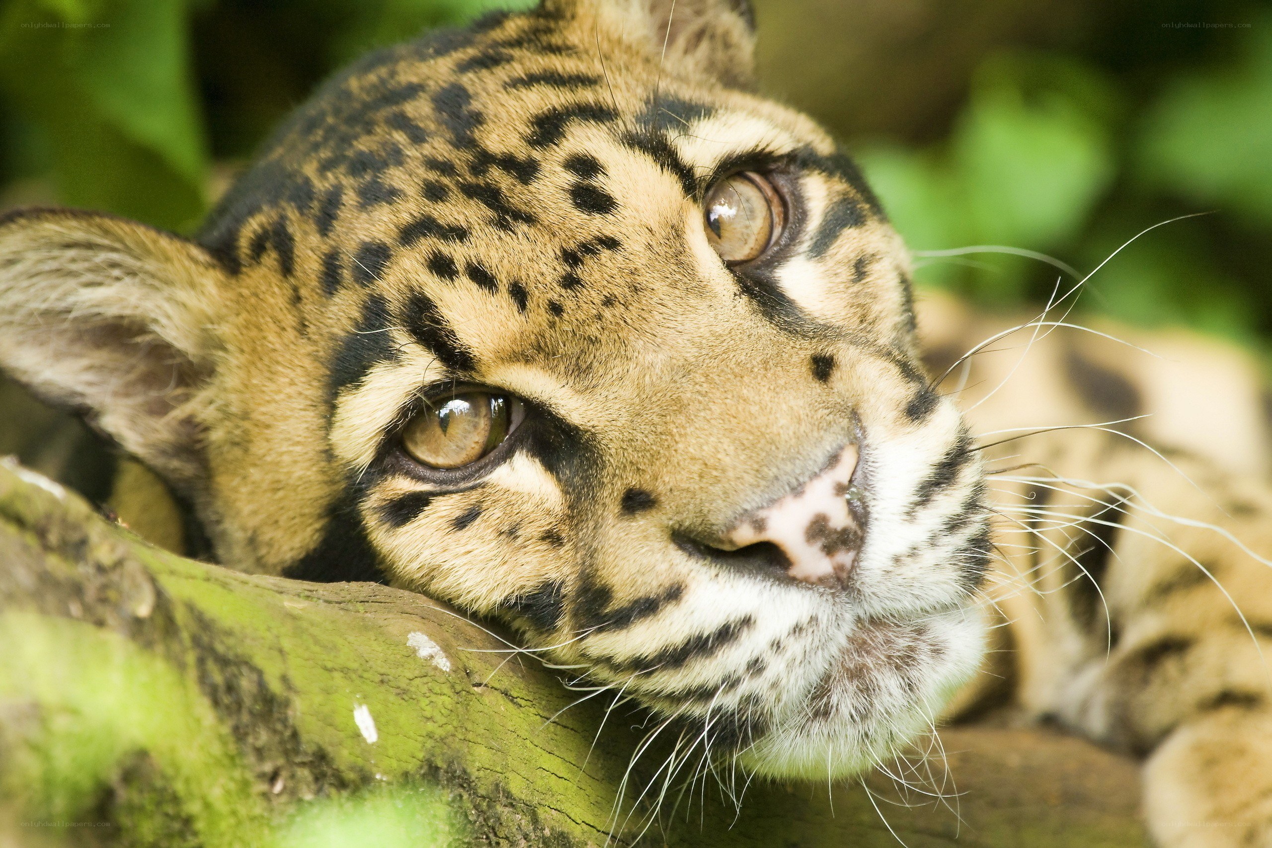 Close-up of a clouded leopard