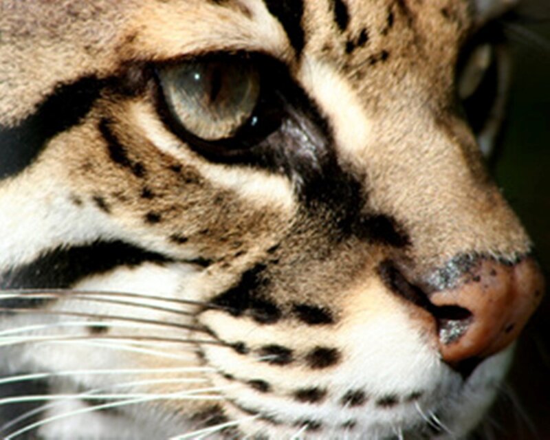 close-up of a clouded leopard's face