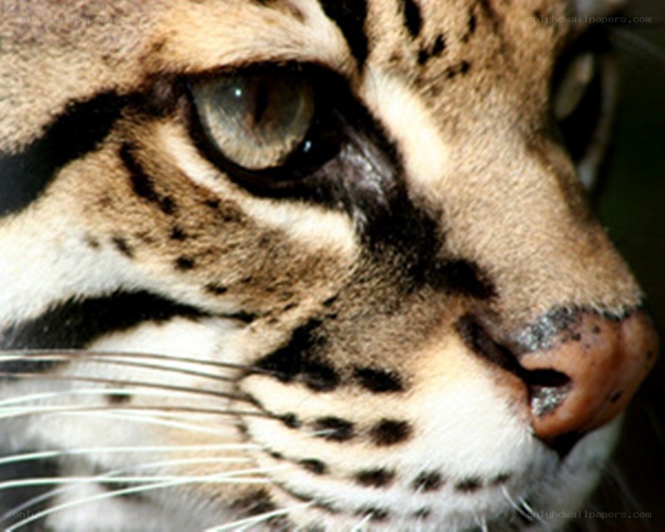 close-up of a clouded leopard's face