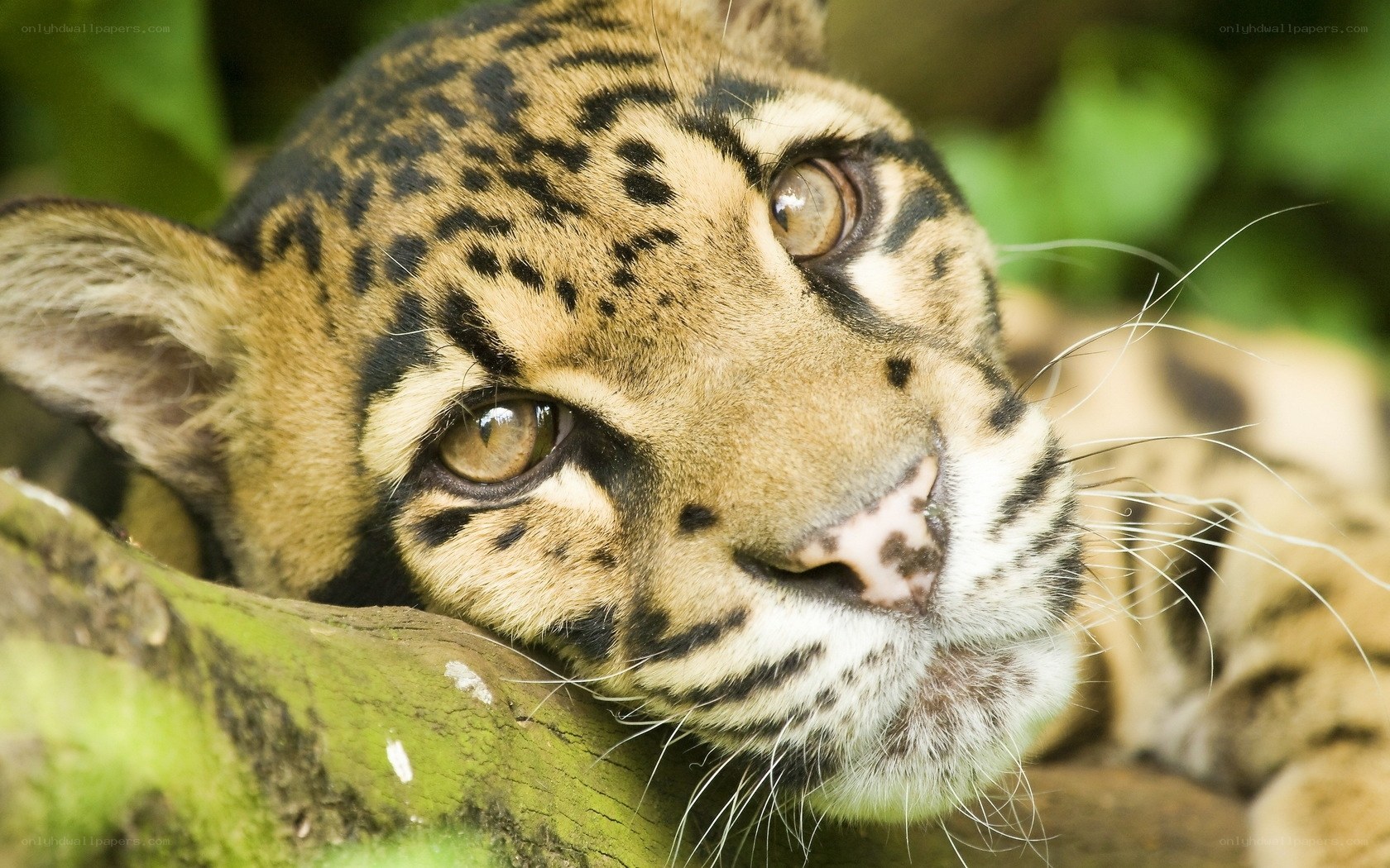Close-up of a clouded leopard
