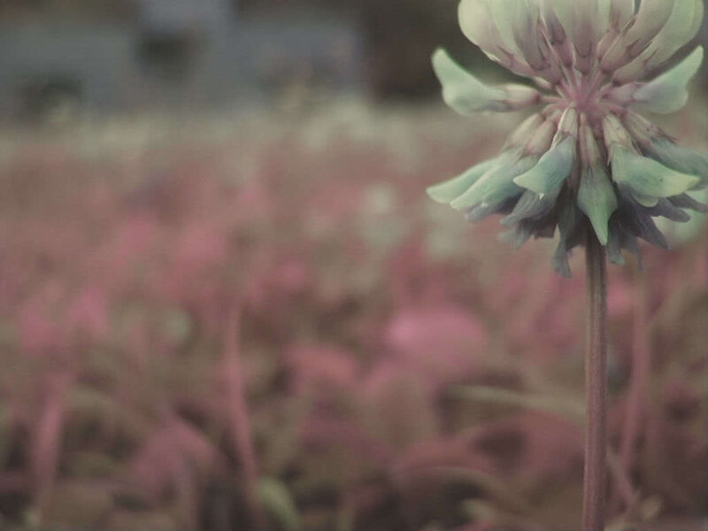 close-up of a clover flower