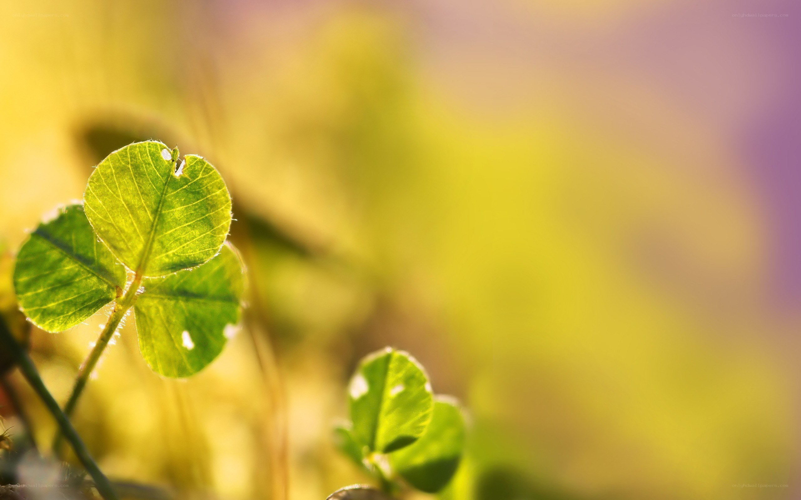 Close-up of a clover leaf