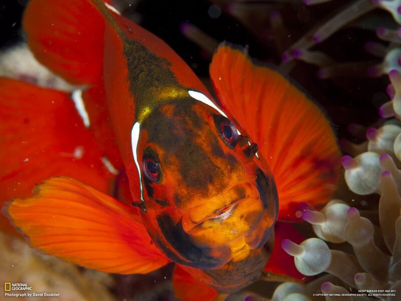 Close-up of a clownfish