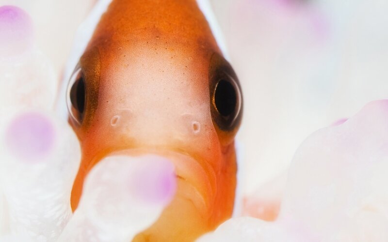 close-up of a clownfish