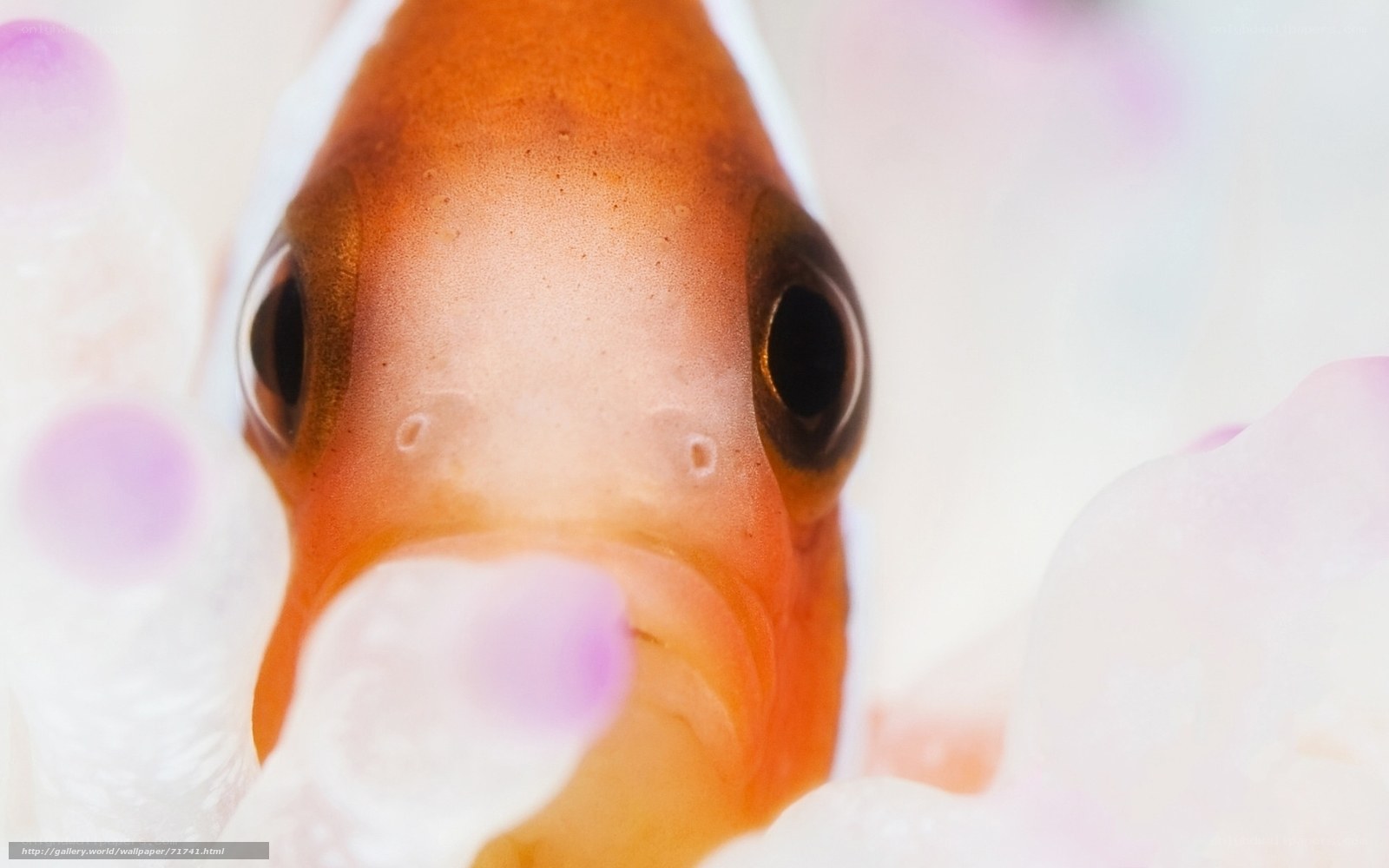 Close-up of a clownfish