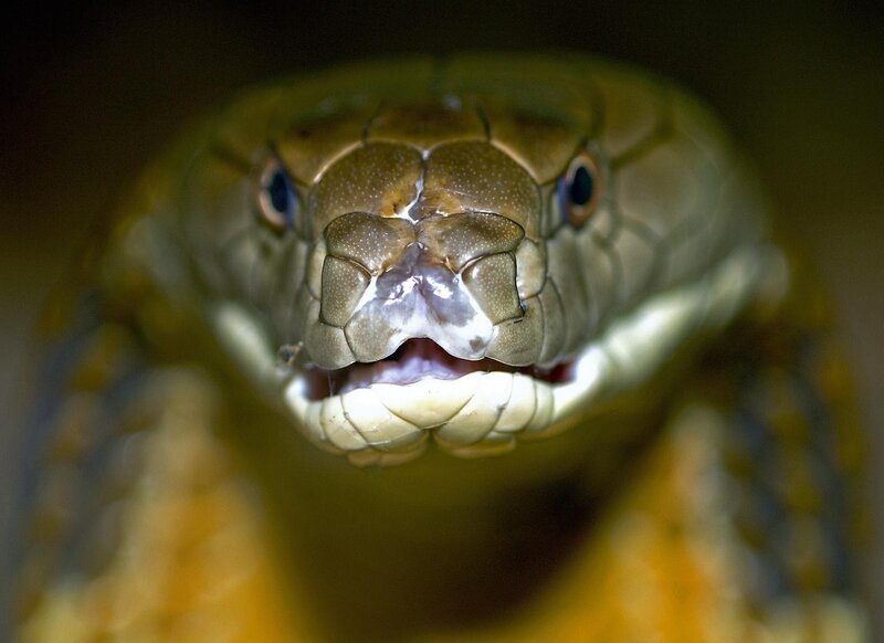 Close-up of a cobra's head