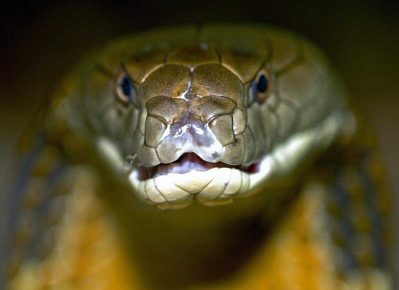 Close-up of a cobra's head