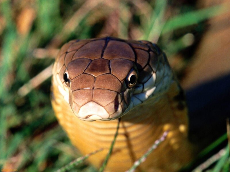 close-up of a cobra snake