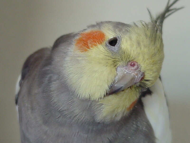 close-up of a cockatiel
