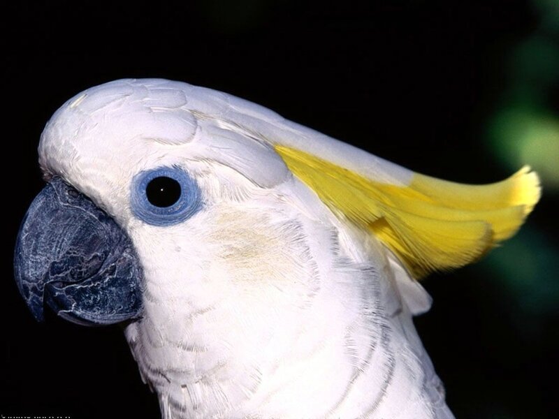 close-up of a cockatoo