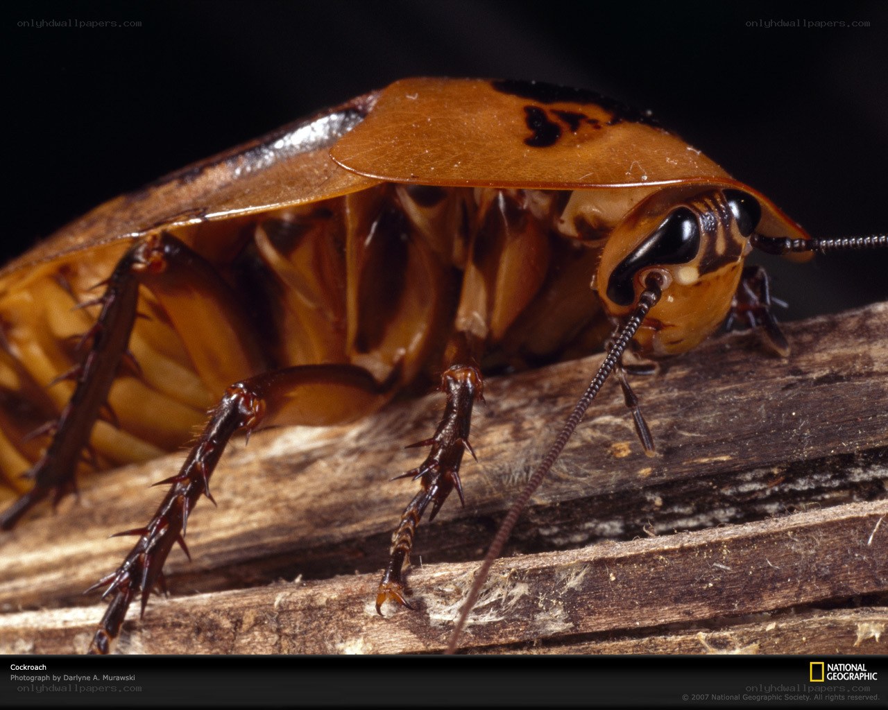Close-up of a cockroach