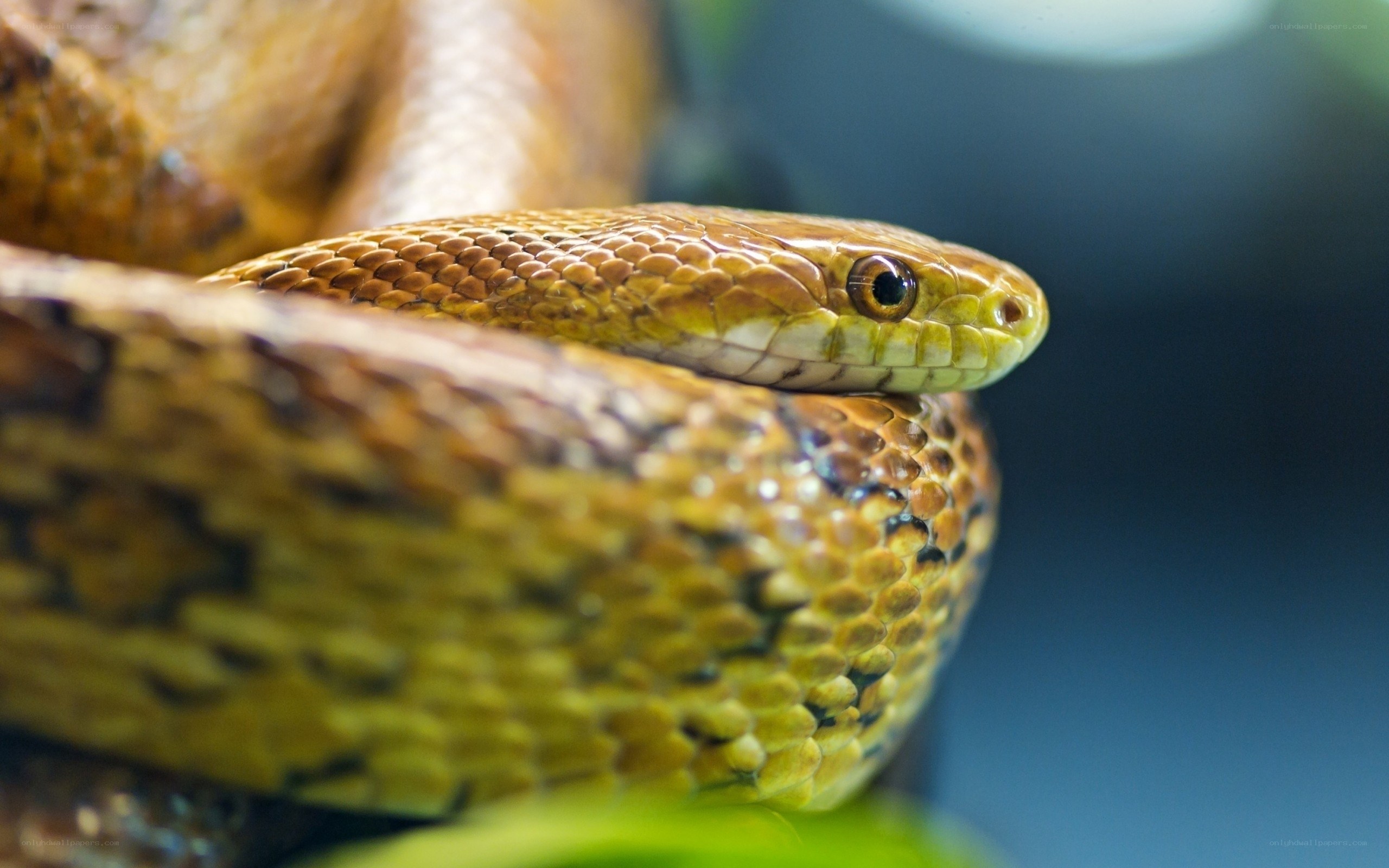 close-up of a coiled snake