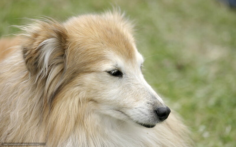 close-up of a collie dog
