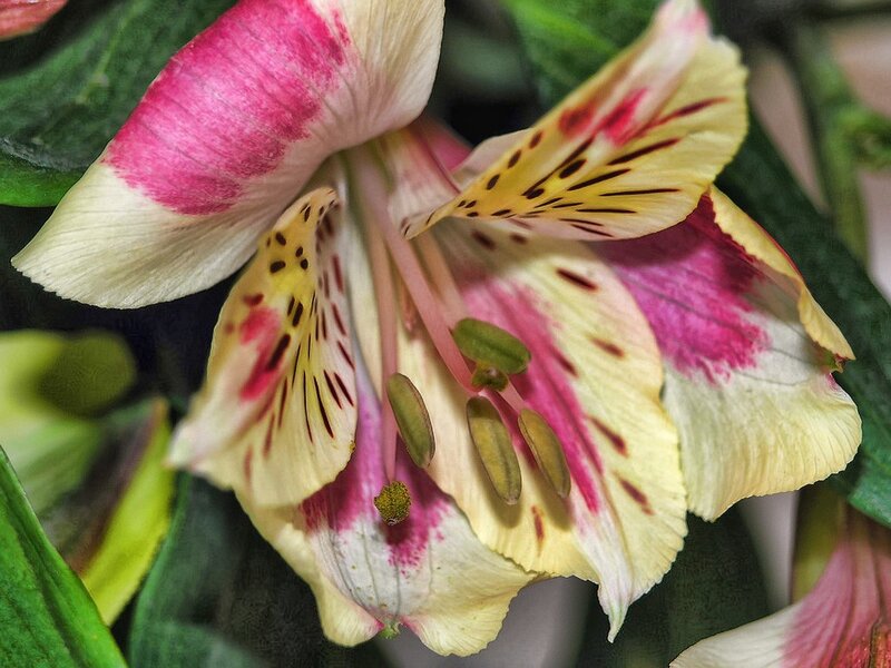 close-up of a colorful alstroemeria flower