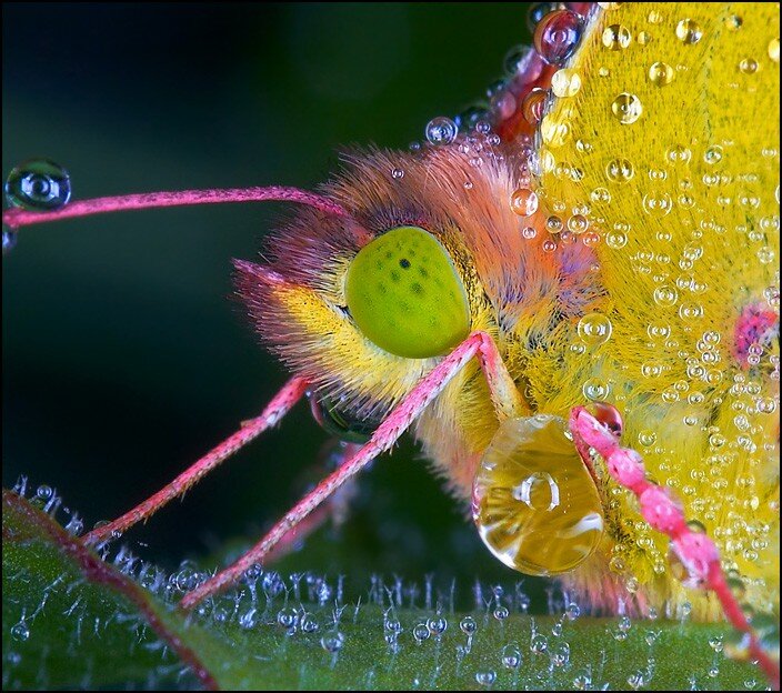 close-up of a colorful butterfly