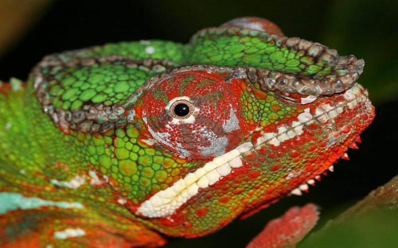 Close-up of a colorful chameleon