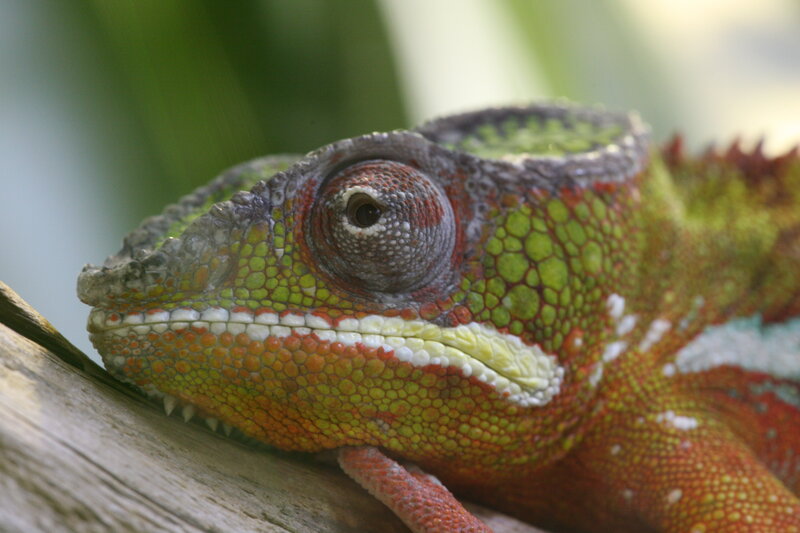Close-up of a colorful chameleon
