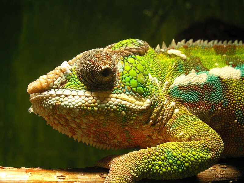 Close-up of a colorful chameleon