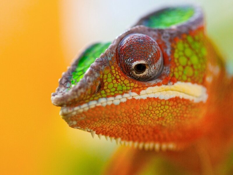 Close-up of a colorful chameleon