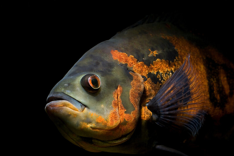Close-up of a colorful fish