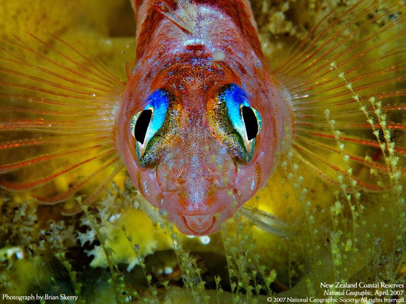 Close-up of a colorful fish