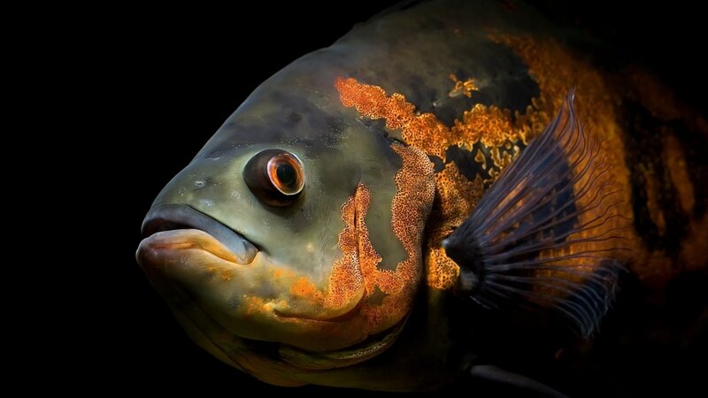 close-up of a colorful fish