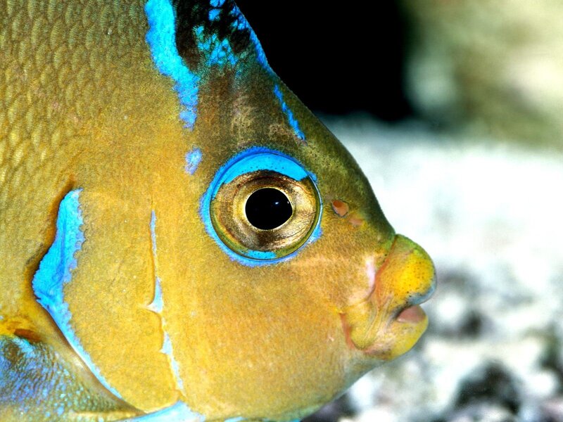Close-up of a colorful fish