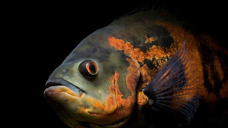 close-up of a colorful fish