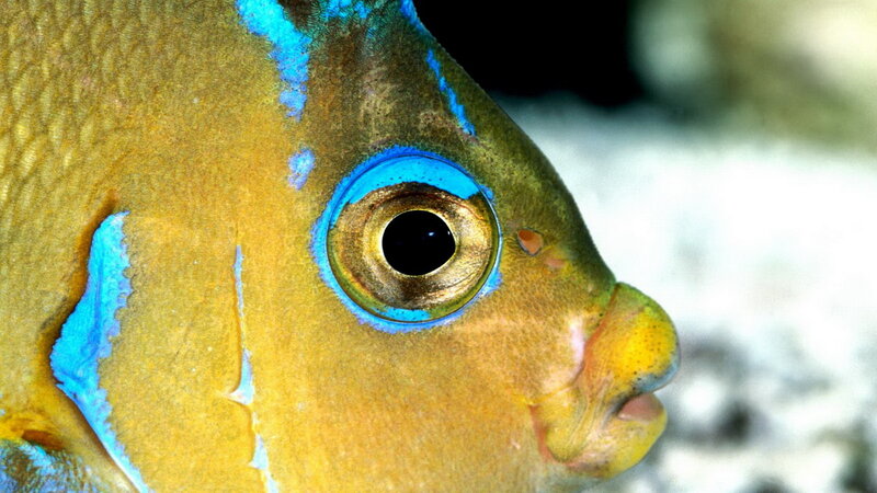 close-up of a colorful fish