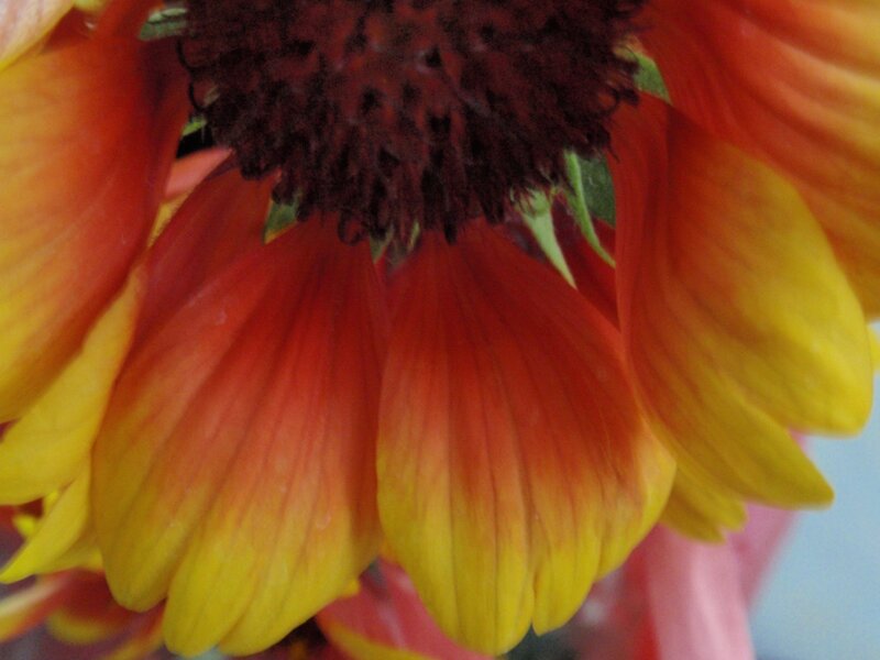Close-up of a colorful flower