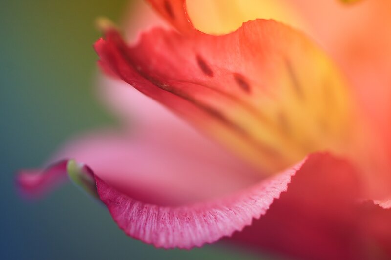 Close-up of a colorful flower
