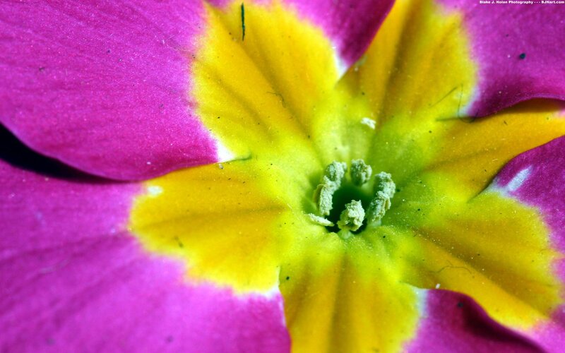 close-up of a colorful flower