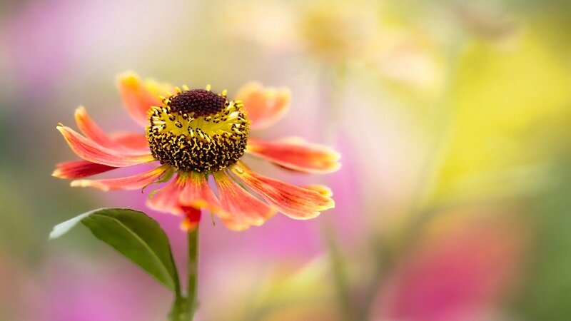 close-up of a colorful flower