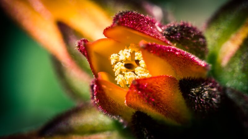Close-up of a colorful flower