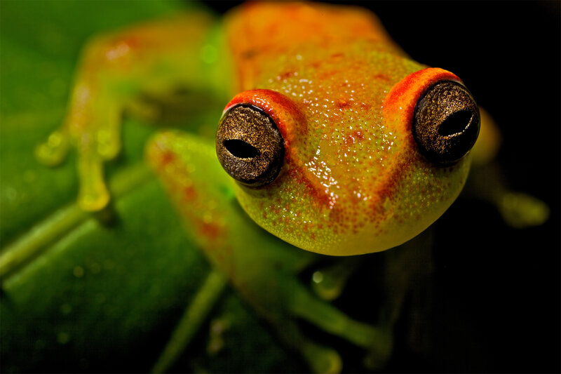 Close-up of a colorful frog