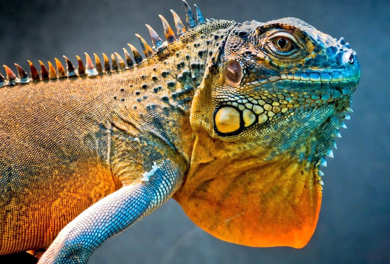 Close-up of a colorful iguana
