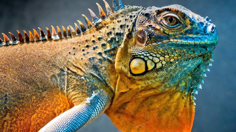 Close-up of a colorful iguana