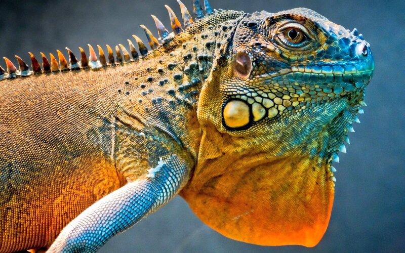 Close-up of a colorful iguana