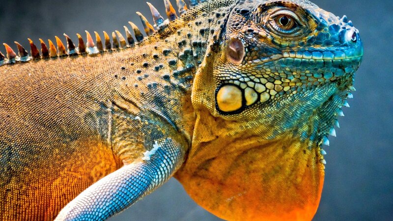 Close-up of a colorful iguana