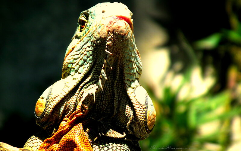 Close-up of a colorful iguana
